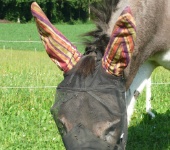 Die Ohrenmaske / Fliegenmaske für Esel.