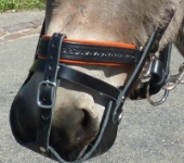Maulkorb geschlossen Esel Minishetty Shetty Pony Pferde.jpg